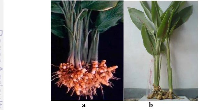 Gambar 1. Rimpang Curcuma longa (a) dan Curcuma xanthorrhiza (b). 