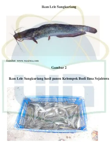 Gambar 1 Ikan Lele Sangkuriang 