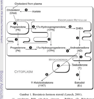 Gambar 1. Biosintesis hormon steroid (Leusch, 2001). 