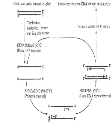 Gambar 2Siklus pembentukan molekul DNA baru dalam proses PCR.(Muladno, 2002). 