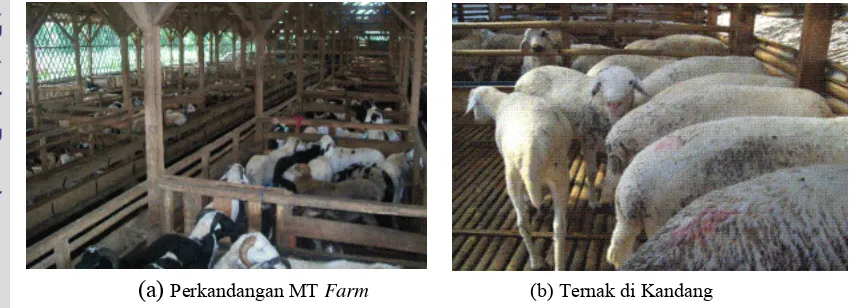 Gambar 3. Perkandangan Domba di MT Farm dan Ternak Domba yang Dipelihara 
