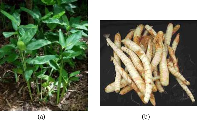 Figure 1  Arrowroot plant Marantha arundinacea L. (a) (Anonymous 2015) and arrowroot tuber Marantha arundinacea L
