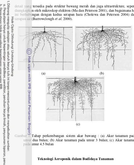 Gambar 1 Tahap perkembangan sistem akar bawang : (a) Akar tanaman pada 