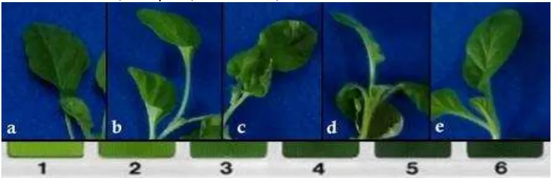 Gambar 5. Perbandingan warna daun semaian Nicotiana tabacum L. pada 