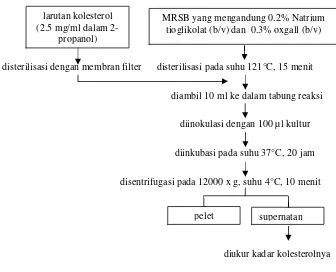 Gambar 5. Diagram alir uji asimilasi kolesterol (Modifikasi Kimoto et al. 2002) 