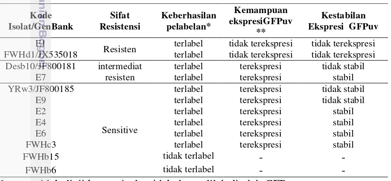 Tabel 3. Hasil Transformasi Mutan GFPuv pada Sel C. sakazakii 