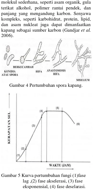 Gambar 5 Kurva pertumbuhan fungi (1)fase lag ,(2) fase akselerasi, (3) fase eksponensial, (4) fase deselarasi
