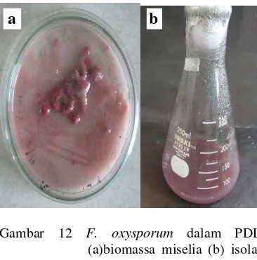 Gambar 12 F. oxysporum dalam PDL 