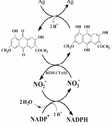 Gambar 1 Mekanisme reduksi biosintesis nanopartikel Ag. 
