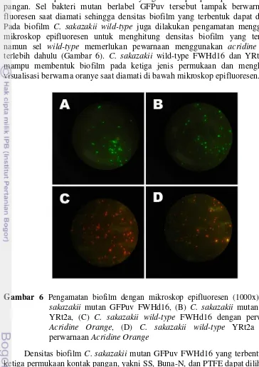 Gambar 6 Pengamatan biofilm dengan mikroskop epifluoresen (1000x) (A) C. 