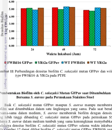 Gambar 11 Perbandingan densitas biofilm C. sakazakii mutan GFPuv dan wild-