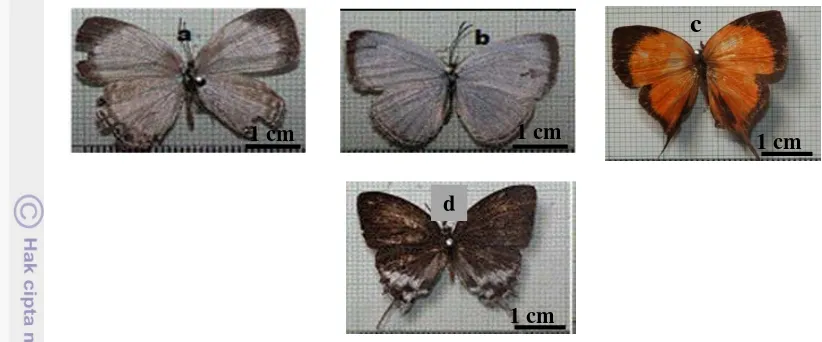 Gambar 10. Empat contoh spesies kupu-kupu dari famili Pieridae: Eurema hecabe(a), Catopsilia pomona (b), Cepora judith (c), dan Leptosia nina (d).