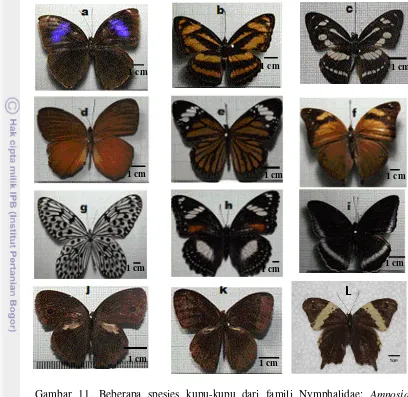 Gambar 11. Beberapa spesies kupu-kupu dari famili Nymphalidae: Amnosia