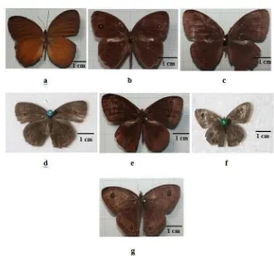 Gambar 14.Spesies kupu-kupu yang ditemukan pada hutan pinus dengan