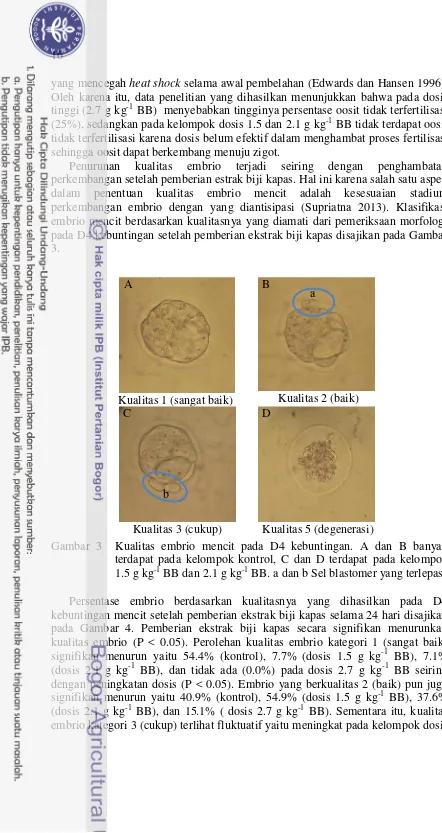 Gambar 3  Kualitas embrio mencit pada D4 kebuntingan. A dan B banyak 