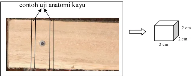 Gambar 5  Letak pengambilan contoh uji anatomi kayu pada balok uji. 