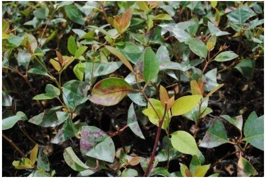 Gambar 2. Pembibitan Eukaliptus di TPL yang terinfeksi penyakit daun 