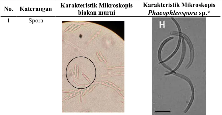 Tabel 2. Hasil pengamatan mikroskopis Phaeophleospora sp. 