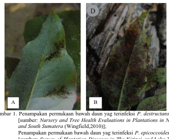 Gambar 1. Penampakan permukaan bawah daun yag terinfeksi  P. destructans (A) [sumber: Nursery and Tree Health Evaluations in Plantations in North 