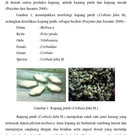 Gambar 1, menunjukkan morfologi kupang putih (Corbula faba H), 