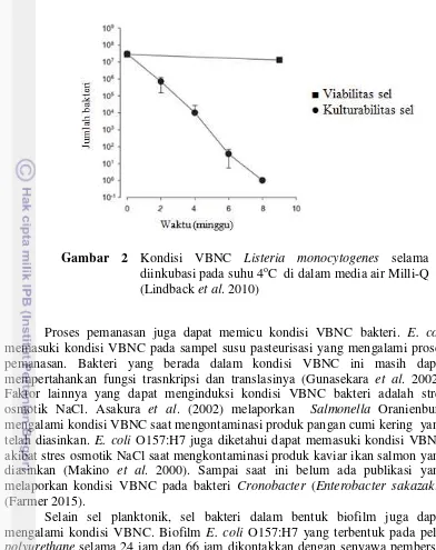 Gambar 2 Kondisi VBNC Listeria monocytogenes selama o