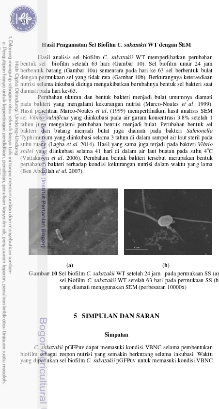 Gambar 10 Sel biofilm C. sakazakii WT setelah 24 jam   pada permukaan SS (a), 