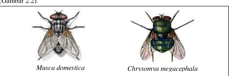 Gambar 2.2: Lalat Musca domestica(Sumber: www.entomologicalillustration.com)  dan Chrysomya megacephala Kehidupan alami lalat Musca domestica dan Chrysomya megacephala 