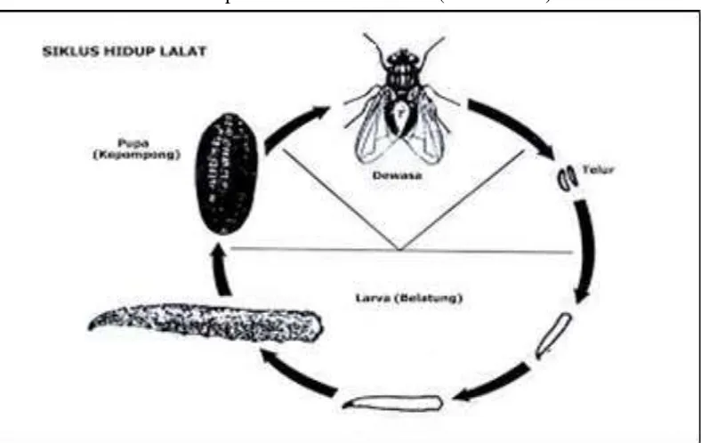 Gambar 2.3: Siklus Hidup Lalat  Musca domestica(Sumber: Departemen Kesehatan RI, 2011:1)  dan Chrysomya megacephala Lalat merupakan salah satu insekta (serangga) yang berperan sebagai vektor 