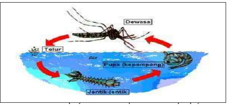 Gambar 2.5: Siklus Hidup Nyamuk Aedes albopictus dan Culex quinquefasciatus 