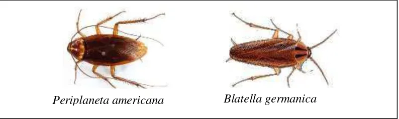 Gambar 2.6: Kecoa Periplaneta americana dan Blatella germanica (Sumber: www.inspeksisanitasi.com)  