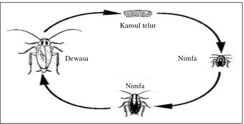 Gambar 2.7: Siklus Hidup Kecoa  (Sumber: http://astyningsih.wordpress.com)  