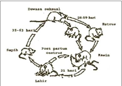 Gambar 2.8: Siklus Hidup Tikus  (Sumber: Departemen Kesehatan RI, 2008:8 ) 