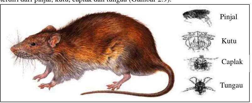Gambar 2.9: Ektoparasit pada Tikus (Sumber: Departemen Kesehatan RI, 2011:9) 