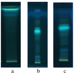 Gambar 6 Hasil pemisahan dengan pelarut kloroform: etil asetat: dietil eter (a), kloroform: etil asetat: n- heksana (b), kloroform: dietil eter: n-heksana (c)
