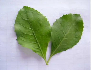 Gambar 5.  Daun Beluntas yang Digunakan