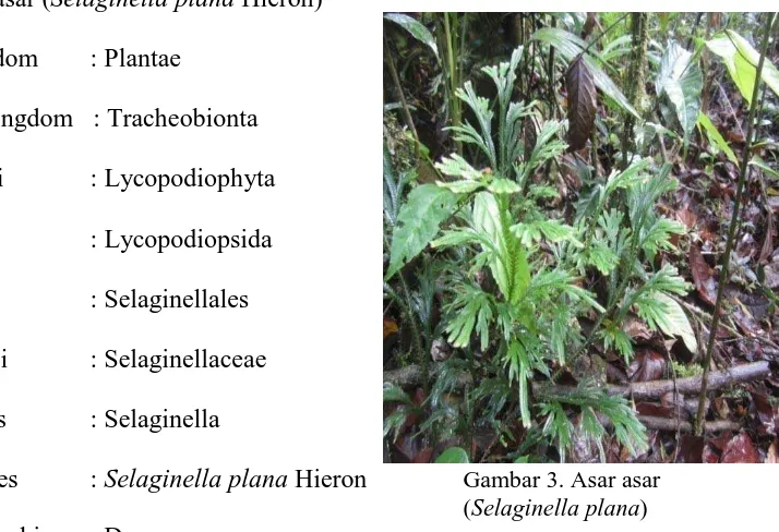 Gambar 3. Asar asar (Selaginella plana) 