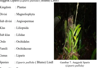 Gambar 7. Anggrek liparis         (Liparis pallida) 