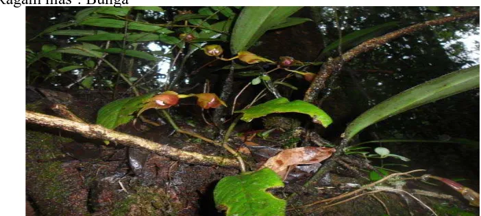 Gambar 10. Anggrek bulbophyllum tigerhianum (Bulbophyllum tigerhianum) 