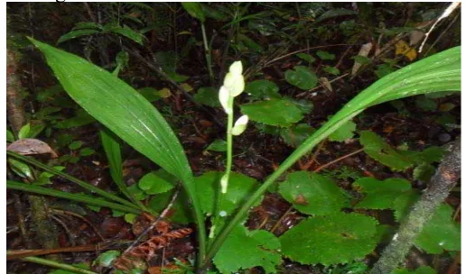 Gambar 15. Anggrek payus (Phaius callosus ( Blume ) Lindl) 