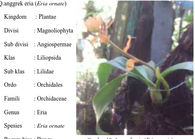 Gambar 18. Anggrek eria (Eria ornate) 