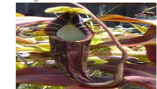 Gambar 21. Nepenthes spectabilis (Nepenthes spectabilis Danser) 