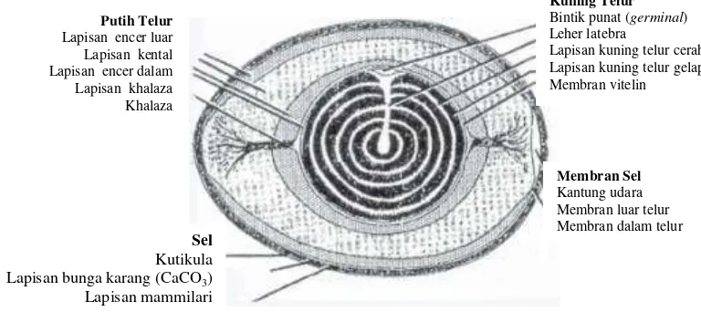Gambar 1. Struktur Bagian-Bagian Telur Sumber: Mine (2008) 