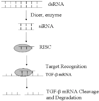 Gambar 1. Sebuah model untuk rangkaian 