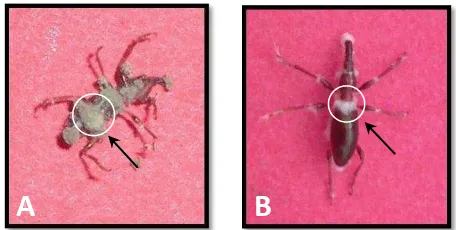 Gambar 5 Serangga terinfeksi cendawan dengan tubuh kaku dan diselimuti oleh 