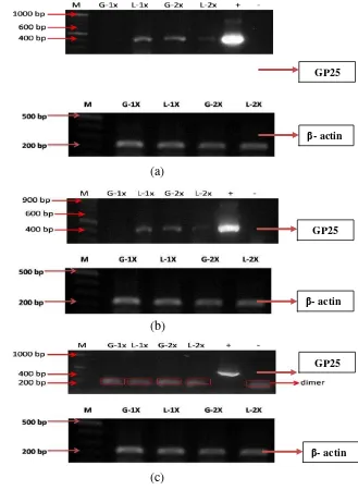 Gambar 2.Deteksi gen GP25 dan kontrol internal β-aktin pada ginjal (G) dan limpa (L) pada hari ke-1 (a) dan hari ke-3 (b) setelah pemberian pakan perlakuan