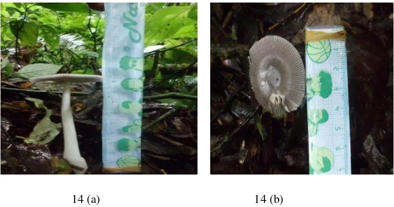 Gambar 14. (a) Jamur Amanita vaginata tampak dari bagian samping,                (b) Jamur A