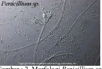 Gambar : 2. Morfologi  Penicillium sp.  