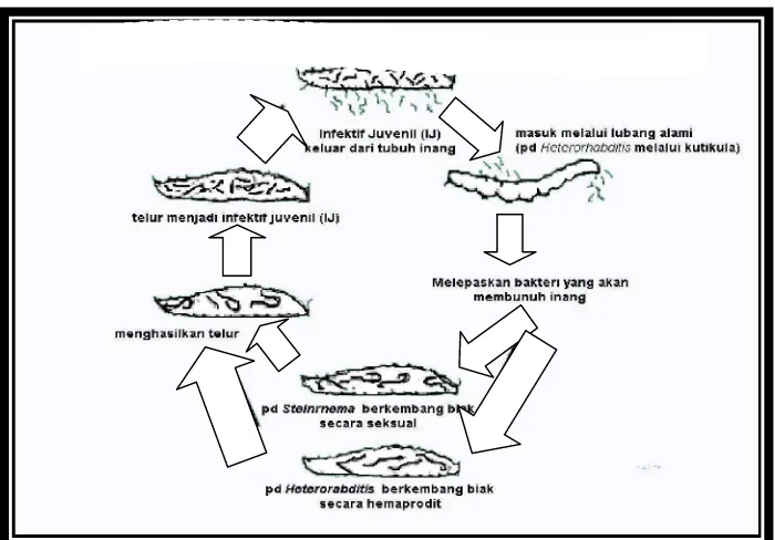 Gambar 2. Siklus Hidup Nematoda Entomopatogen (Kaya dan Gaugler, 1993) 