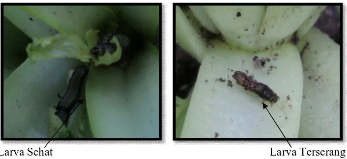Gambar 12. Larva Spodoptera spp. yang Sehat dan yang Terserang Nematoda Entomopatogen Steinernema spp