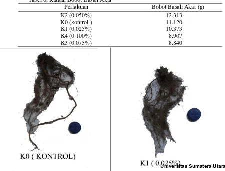 Gambar 2 : Bobot basah tajuk binahong dari semua perlakuan kolkhisin (K0: kontrol, K1: 0.025%, K2 : 0.050%, K3 : 0.075%, K4: 0.100% 